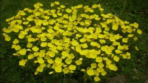 НЕПРИХОТЛИВЫЕ  МНОГОЛЕТНИЕ ЦВЕТЫ "посадил и забыл". Растения с минимальным уходом.