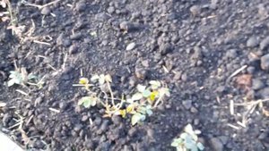 Обзор на мой мендаль на огороде