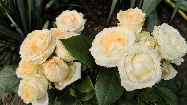 Коллекция разновидностей роз на даче смотреть онлайн