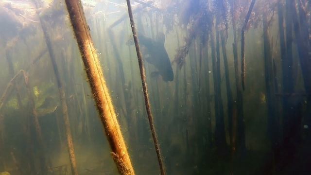 Как Рыба Линь Охраняет Свою Территорию и Икру?!. Подводная съемка Линя крупным планом. смотреть онлайн