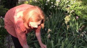 Ирисы.  После цветения.  Что делать?!