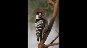 Пение птиц - Малый пестрый дятел