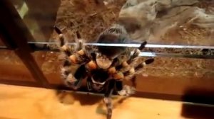 escape Brachypelma smithi. птицеед дома