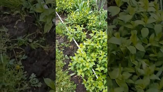 Монтаж РР-труб для на дачном участке идругие фишки. смотреть онлайн