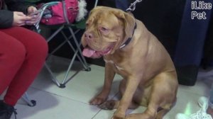 Бордоский дог на ilikepet. Особенности породы, уход