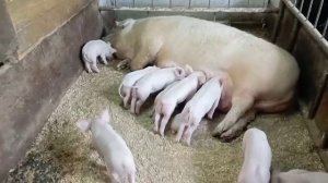 Поросята Ландрас Йоркшир. 3 недели. Какой вес.