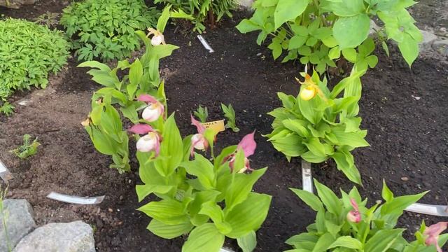 В саду у матушки Мануилы.Приход храма святого Алексия, Человека Божия в Горелово, СПб 11 июня 2021 смотреть онлайн