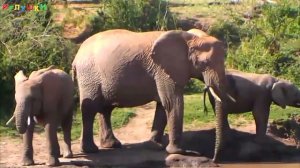 ►Животные Африки. Развивающее видео для детей.