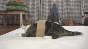 Кот Мару и новая коробка