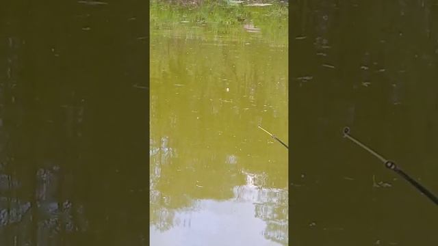 утки приплыли и мешают рыбачить смотреть онлайн