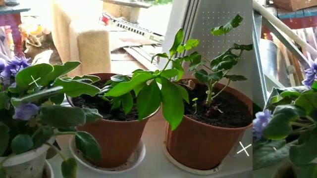 Цветы, попугаи, дача в деревне смотреть онлайн