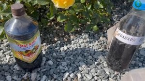 Почки роз не просыпаются. Питомник  растений Е. Иващенко