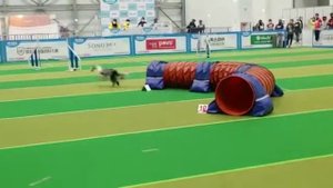 выставка собак Корея