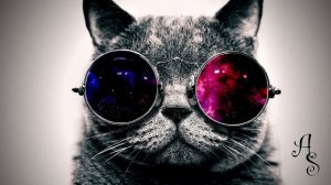 ТОП звуки кторые раздражают кошек