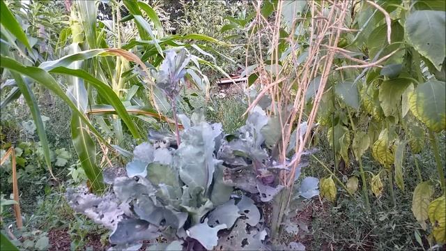 Экзотические растения в нашем огороде. смотреть онлайн