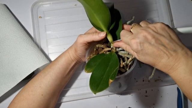 Орхидея из уценки...с гнилью на шее смотреть онлайн