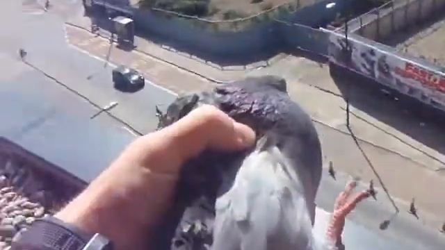 Засрали весь балкон