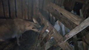 Стоит ли заводить коз