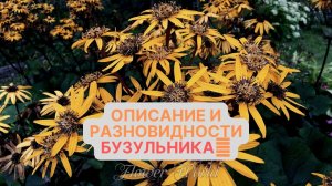 Описание и разновидности Бузульника?