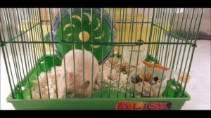 САМАЯ УЖАСНАЯ КЛЕТКА ДЛЯ ХОМЯКА!