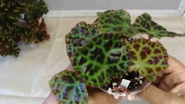 Декоротивно лиственные бегонии. Обзор. смотреть онлайн