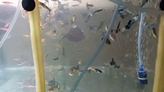 ПРОДАЖА АКВАРИУМНЫХ РЫБОК. смотреть онлайн