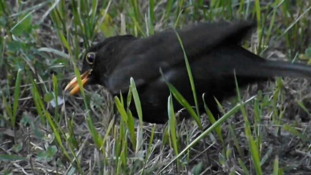 Дрозд черный. Blackbird смотреть онлайн