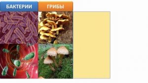 Царства живой природы | Биология 5 класс #8 | Инфоурок