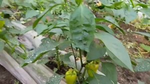 БЕЛОКРЫЛКА. МЕРЫ БОРЬБЫ. ИЩЕМ