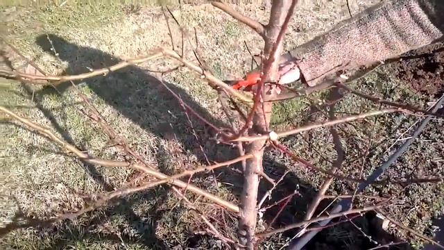 Весенняя обрезка персика (Формировка Кроны Веретено). Греция. смотреть онлайн