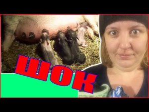 Спасала поросят/Маша в шоке/Деревенская жизнь