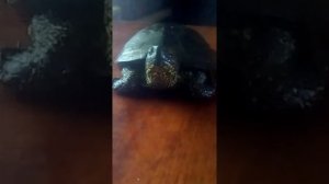 Уход за болотной черепахой