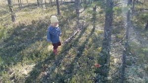 Тихая охота в Карелии. Красота карельского леса. Сказочная Карелия.