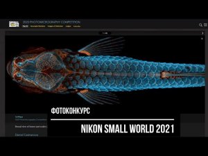 Международный фотоконкурс Nikon Small World 2021 / Deadline: 2021.04.30