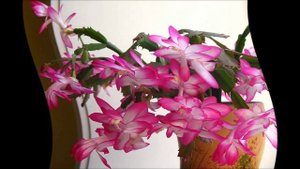 Декабрист уход.Декабрист цветок уход