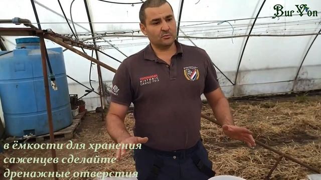 Как сохранить саженцы винограда до весны смотреть онлайн