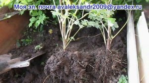 25 08 23г  Саженцы пиона древовидного для заказа и получения на месте и по почте