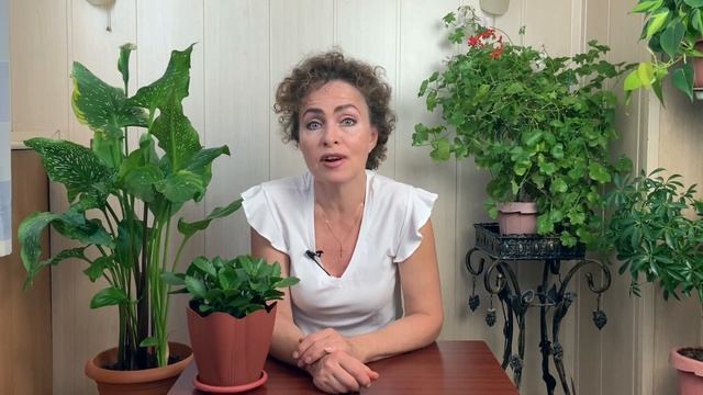 Размножение и посадка КАЛАНХОЭ