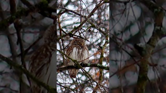 PYGMY OWL Воробьиный сычик - САМАЯ МАЛЕНЬКАЯ СОВА ЕВРАЗИИ