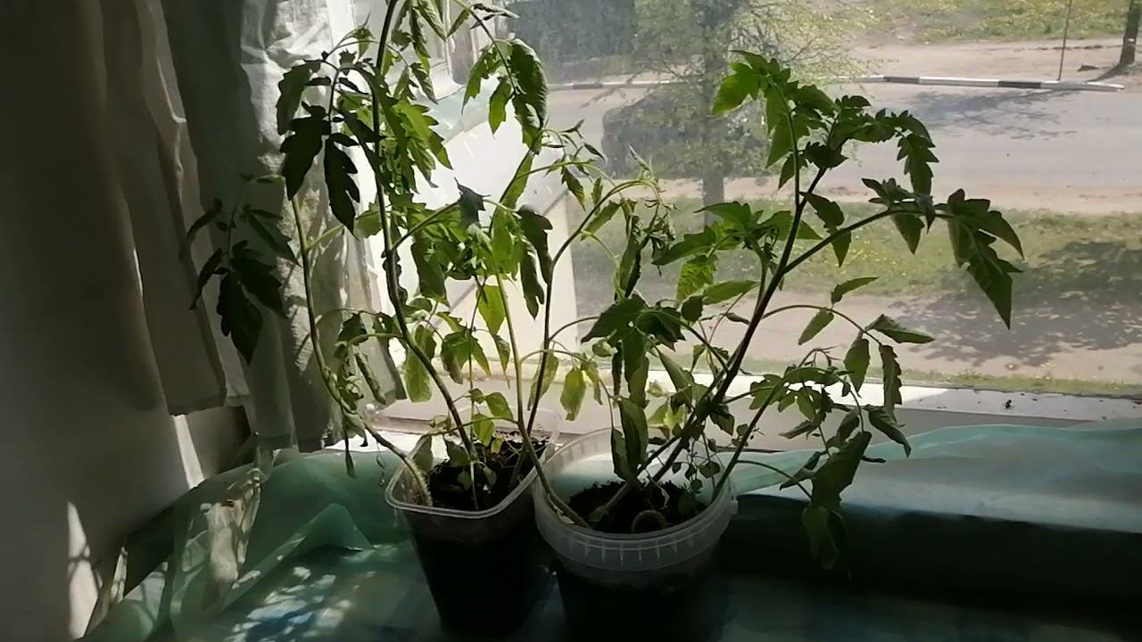 Половина толстушки "Труд" и канцелярский степлер помогают перевести рассаду.