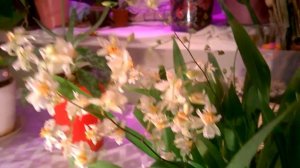 ПЫШНОЕ ЦВЕТЕНИЕ орхидеи ОНЦИДИУМ ТВИНКЛ _