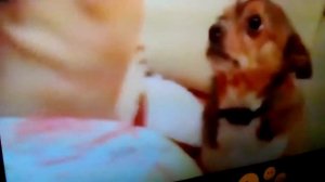 Хозяйка ругает собаку