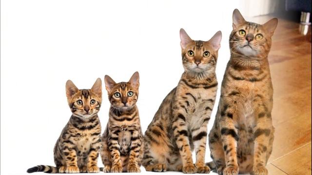 Bengal Kedisi ve Özellikleri - Pratik Bilgi Bankası смотреть онлайн