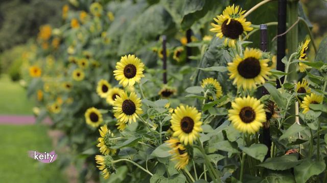 Summer Garden 🌺 4K Lavender 百日紅 Crape myrtle Hibiscus Lily Bougainvillea Sunflower🌻 смотреть онлайн