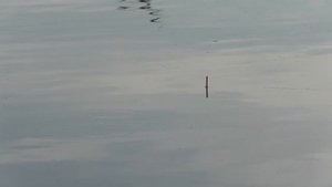С этой насадкой у вас будет полный садок рыбы за два часа рыбалки. Карась, карп, лещ, плотва, линь