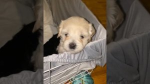 Щенки Мальтипу. Как выросли за месяц малыши. Maltipoo!