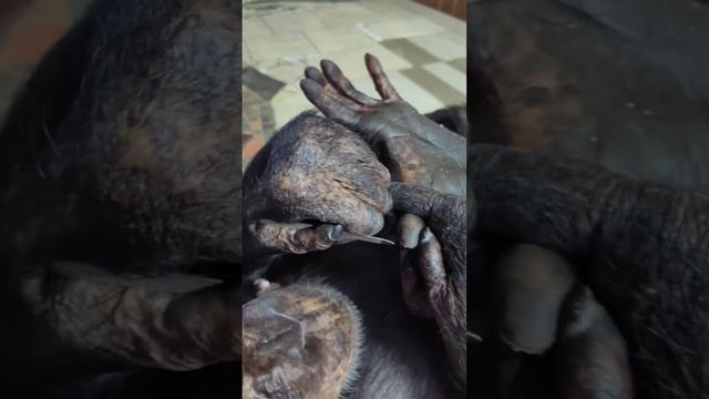 ??? Постоялица Дома природы в Иркутске — шимпанзе Лея научилась делать себе маникюр и педикюр