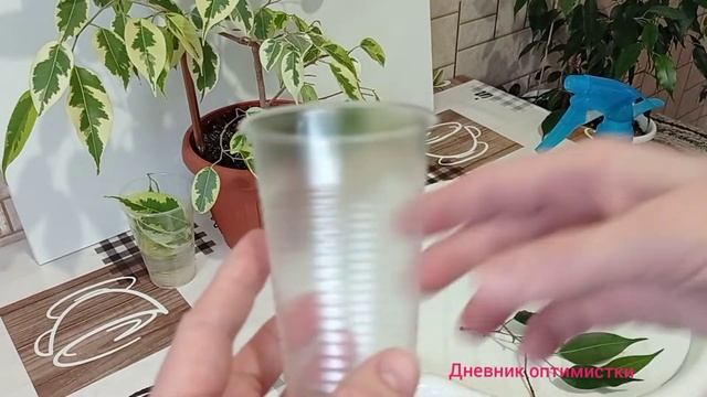 МОИ ФИКУСЫ ЛЕГКО РАЗМНОЖАЮТСЯ #дневникоптимистки #фикусы #цветы