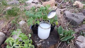 Я ОБАЛДЕЛ! Как без ЛЕГКО Обработать Рассаду от Болезней и вредителей. Томаты Перцец Огурцы