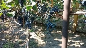 Каберне Кортис: особенности опыления и созревания этого сезона